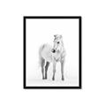 Picture of Solo White Horse _GroupedProduct_Rectangle_Portrait_Photography _GroupedProduct_Rectangle_Portrait_Framed_Matted_