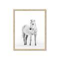 Picture of Solo White Horse _GroupedProduct_Rectangle_Portrait_Photography _GroupedProduct_Rectangle_Portrait_Framed_Matted_
