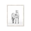 Picture of Solo White Horse _GroupedProduct_Rectangle_Portrait_Photography _GroupedProduct_Rectangle_Portrait_Framed_Matted_