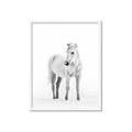 Picture of Solo White Horse _GroupedProduct_Rectangle_Portrait_Photography _GroupedProduct_Rectangle_Portrait_Framed_Matted_