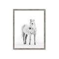 Picture of Solo White Horse _GroupedProduct_Rectangle_Portrait_Photography _GroupedProduct_Rectangle_Portrait_Framed_Matted_