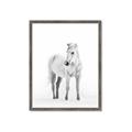 Picture of Solo White Horse _GroupedProduct_Rectangle_Portrait_Photography _GroupedProduct_Rectangle_Portrait_Framed_Matted_