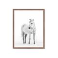 Picture of Solo White Horse _GroupedProduct_Rectangle_Portrait_Photography _GroupedProduct_Rectangle_Portrait_Framed_Matted_