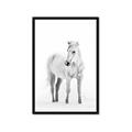 Picture of Solo White Horse _GroupedProduct_Rectangle_Portrait_Photography _GroupedProduct_Rectangle_Portrait_Framed_Matted_