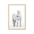 Picture of Solo White Horse _GroupedProduct_Rectangle_Portrait_Photography _GroupedProduct_Rectangle_Portrait_Framed_Matted_