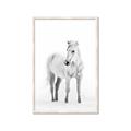 Picture of Solo White Horse _GroupedProduct_Rectangle_Portrait_Photography _GroupedProduct_Rectangle_Portrait_Framed_Matted_