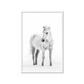 Picture of Solo White Horse _GroupedProduct_Rectangle_Portrait_Photography _GroupedProduct_Rectangle_Portrait_Framed_Matted_