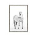Picture of Solo White Horse _GroupedProduct_Rectangle_Portrait_Photography _GroupedProduct_Rectangle_Portrait_Framed_Matted_
