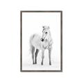 Picture of Solo White Horse _GroupedProduct_Rectangle_Portrait_Photography _GroupedProduct_Rectangle_Portrait_Framed_Matted_