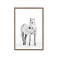 Picture of Solo White Horse _GroupedProduct_Rectangle_Portrait_Photography _GroupedProduct_Rectangle_Portrait_Framed_Matted_