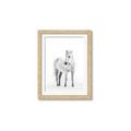 Picture of Solo White Horse _GroupedProduct_Rectangle_Portrait_Photography _GroupedProduct_Rectangle_Portrait_Framed_Matted_