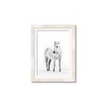 Picture of Solo White Horse _GroupedProduct_Rectangle_Portrait_Photography _GroupedProduct_Rectangle_Portrait_Framed_Matted_