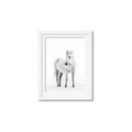 Picture of Solo White Horse _GroupedProduct_Rectangle_Portrait_Photography _GroupedProduct_Rectangle_Portrait_Framed_Matted_