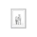 Picture of Solo White Horse _GroupedProduct_Rectangle_Portrait_Photography _GroupedProduct_Rectangle_Portrait_Framed_Matted_