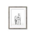 Picture of Solo White Horse _GroupedProduct_Rectangle_Portrait_Photography _GroupedProduct_Rectangle_Portrait_Framed_Matted_