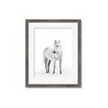 Picture of Solo White Horse _GroupedProduct_Rectangle_Portrait_Photography _GroupedProduct_Rectangle_Portrait_Framed_Matted_