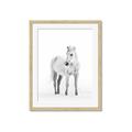 Picture of Solo White Horse _GroupedProduct_Rectangle_Portrait_Photography _GroupedProduct_Rectangle_Portrait_Framed_Matted_