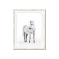 Picture of Solo White Horse _GroupedProduct_Rectangle_Portrait_Photography _GroupedProduct_Rectangle_Portrait_Framed_Matted_