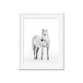 Picture of Solo White Horse _GroupedProduct_Rectangle_Portrait_Photography _GroupedProduct_Rectangle_Portrait_Framed_Matted_