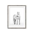 Picture of Solo White Horse _GroupedProduct_Rectangle_Portrait_Photography _GroupedProduct_Rectangle_Portrait_Framed_Matted_