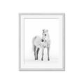 Picture of Solo White Horse _GroupedProduct_Rectangle_Portrait_Photography _GroupedProduct_Rectangle_Portrait_Framed_Matted_
