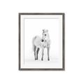 Picture of Solo White Horse _GroupedProduct_Rectangle_Portrait_Photography _GroupedProduct_Rectangle_Portrait_Framed_Matted_