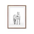 Picture of Solo White Horse _GroupedProduct_Rectangle_Portrait_Photography _GroupedProduct_Rectangle_Portrait_Framed_Matted_