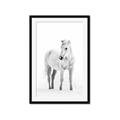 Picture of Solo White Horse _GroupedProduct_Rectangle_Portrait_Photography _GroupedProduct_Rectangle_Portrait_Framed_Matted_