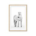 Picture of Solo White Horse _GroupedProduct_Rectangle_Portrait_Photography _GroupedProduct_Rectangle_Portrait_Framed_Matted_