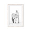 Picture of Solo White Horse _GroupedProduct_Rectangle_Portrait_Photography _GroupedProduct_Rectangle_Portrait_Framed_Matted_