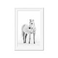 Picture of Solo White Horse _GroupedProduct_Rectangle_Portrait_Photography _GroupedProduct_Rectangle_Portrait_Framed_Matted_