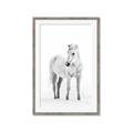 Picture of Solo White Horse _GroupedProduct_Rectangle_Portrait_Photography _GroupedProduct_Rectangle_Portrait_Framed_Matted_