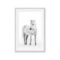 Picture of Solo White Horse _GroupedProduct_Rectangle_Portrait_Photography _GroupedProduct_Rectangle_Portrait_Framed_Matted_