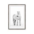 Picture of Solo White Horse _GroupedProduct_Rectangle_Portrait_Photography _GroupedProduct_Rectangle_Portrait_Framed_Matted_