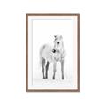 Picture of Solo White Horse _GroupedProduct_Rectangle_Portrait_Photography _GroupedProduct_Rectangle_Portrait_Framed_Matted_