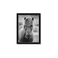 Picture of Icelandic horse in black and white _GroupedProduct_Rectangle_Portrait_Photography _GroupedProduct_Rectangle_Portrait_Framed_Matted_