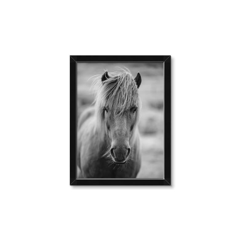 Picture of Icelandic horse in black and white _GroupedProduct_Rectangle_Portrait_Photography _GroupedProduct_Rectangle_Portrait_Framed_Matted_