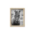 Picture of Icelandic horse in black and white _GroupedProduct_Rectangle_Portrait_Photography _GroupedProduct_Rectangle_Portrait_Framed_Matted_