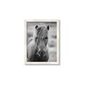 Picture of Icelandic horse in black and white _GroupedProduct_Rectangle_Portrait_Photography _GroupedProduct_Rectangle_Portrait_Framed_Matted_