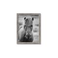 Picture of Icelandic horse in black and white _GroupedProduct_Rectangle_Portrait_Photography _GroupedProduct_Rectangle_Portrait_Framed_Matted_