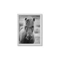 Picture of Icelandic horse in black and white _GroupedProduct_Rectangle_Portrait_Photography _GroupedProduct_Rectangle_Portrait_Framed_Matted_