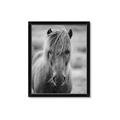 Picture of Icelandic horse in black and white _GroupedProduct_Rectangle_Portrait_Photography _GroupedProduct_Rectangle_Portrait_Framed_Matted_