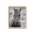 Picture of Icelandic horse in black and white _GroupedProduct_Rectangle_Portrait_Photography _GroupedProduct_Rectangle_Portrait_Framed_Matted_