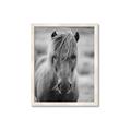 Picture of Icelandic horse in black and white _GroupedProduct_Rectangle_Portrait_Photography _GroupedProduct_Rectangle_Portrait_Framed_Matted_