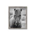 Picture of Icelandic horse in black and white _GroupedProduct_Rectangle_Portrait_Photography _GroupedProduct_Rectangle_Portrait_Framed_Matted_