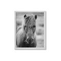 Picture of Icelandic horse in black and white _GroupedProduct_Rectangle_Portrait_Photography _GroupedProduct_Rectangle_Portrait_Framed_Matted_