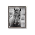Picture of Icelandic horse in black and white _GroupedProduct_Rectangle_Portrait_Photography _GroupedProduct_Rectangle_Portrait_Framed_Matted_