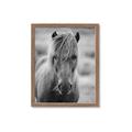 Picture of Icelandic horse in black and white _GroupedProduct_Rectangle_Portrait_Photography _GroupedProduct_Rectangle_Portrait_Framed_Matted_
