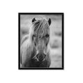Picture of Icelandic horse in black and white _GroupedProduct_Rectangle_Portrait_Photography _GroupedProduct_Rectangle_Portrait_Framed_Matted_