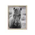 Picture of Icelandic horse in black and white _GroupedProduct_Rectangle_Portrait_Photography _GroupedProduct_Rectangle_Portrait_Framed_Matted_